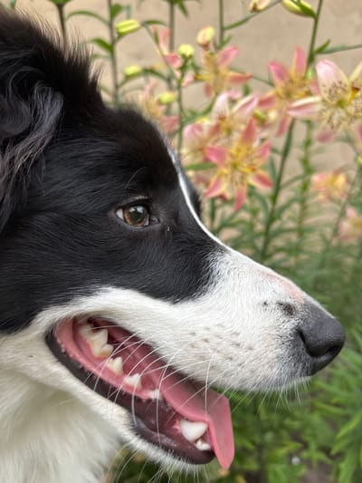 A close-up, profile view captures a black and white Border Collie dog's head in the foreground. The dog's mouth is open, revealing its pink tongue and teeth. Its fur is mostly black, with white markings around its muzzle and chin. In the background, a cluster of pink and yellow flowers with green stems are visible, slightly blurred. The image appears to be taken outdoors, with greenery and what looks like a blurred outdoor setting. The overall impression is a portrait of a dog in a natural environment. This image was taken in Mārupe, Latvia.
