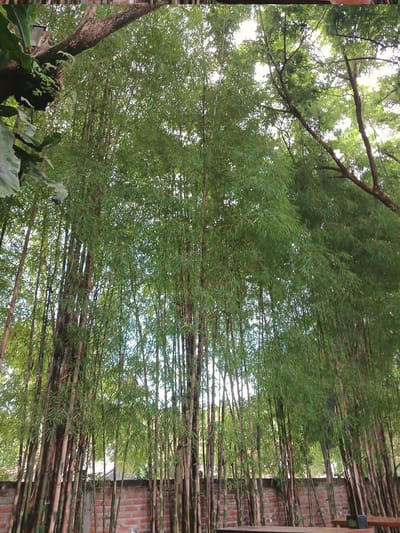 The image shows a dense grove of bamboo trees in Bireuen, Indonesia, with a brick wall visible in the background. The bamboo stalks are tall and slender, with lush green leaves forming a canopy overhead. Sunlight filters through the leaves, creating dappled patterns on the ground. A wooden bench or table is partially visible in the foreground, suggesting an outdoor seating area. The scene is serene and natural, with the bamboo providing a sense of enclosure and tranquility. The brick wall adds a touch of rustic charm, hinting at human presence and possibly a garden or yard. The overall impression is one of natural beauty and peaceful seclusion.
