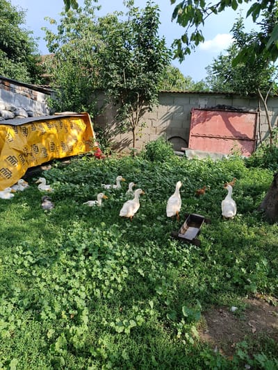 A flock of white ducks and several small brown chicks are gathered in a lush, green yard. The ducks are mostly white with yellow beaks and feet, while the chicks are fluffy and brown. A few of the ducks are standing, while others are resting in the grass. The chicks appear to be actively pecking at the ground. In the background, there is a brick wall with a red metal gate and some construction materials, including a large yellow tarp with "MEKOMAG" printed on it. The yard is overgrown with green plants and trees, suggesting a rural or semi-rural setting. The sunlight indicates it is daytime, likely afternoon, with dappled shadows suggesting the presence of trees overhead. The scene evokes a peaceful, bucolic atmosphere. The visible text on the yellow tarp is "MEKOMAG," repeated multiple times.