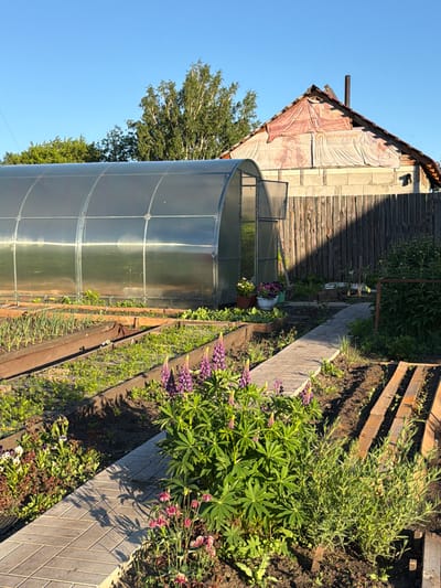 This image depicts a garden scene on a sunny day, likely in the city of Kansk, Russia, given the provided context. In the foreground, a paved pathway made of light gray rectangular pavers winds through a garden. To the left of the path, several raised garden beds are visible, containing rows of green plants, likely vegetables, with some young onions clearly identifiable. Purple lupine flowers are blooming prominently to the right of the pathway, with smaller pink flowers and pansies also present in the flowerbeds.
Dominating the middle ground is a transparent, arched greenhouse made of a reflective material. Beyond the greenhouse, a rustic wooden fence stretches across the background. Behind the fence, a two-story structure with a damaged, tarp-covered roof and a brick lower level is visible. The structure appears to be a house or outbuilding, with a chimney on the roof. Tall trees, including a birch tree with white bark and green foliage, are seen behind the building against a clear blue sky. The overall scene suggests a rural or semi-rural setting, likely a backyard or allotment garden. There are no people visible in the image.