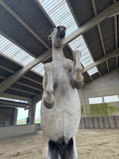 The image is a low-angle shot of a white horse rearing up on its hind legs inside a stable or riding arena. The horse is positioned centrally, with its front legs raised and bent. The interior features a high ceiling with corrugated metal roofing and translucent panels, supported by concrete beams. The walls are concrete, with wooden paneling on the lower section and windows with green algae growth near the top. The ground is covered in sand, typical of an equestrian facility. The background shows glimpses of an outdoor environment with a fence, some buildings, and greenery, suggesting the location is in or near Pecq, Belgium, based on the context provided. There are no people visible in the frame.