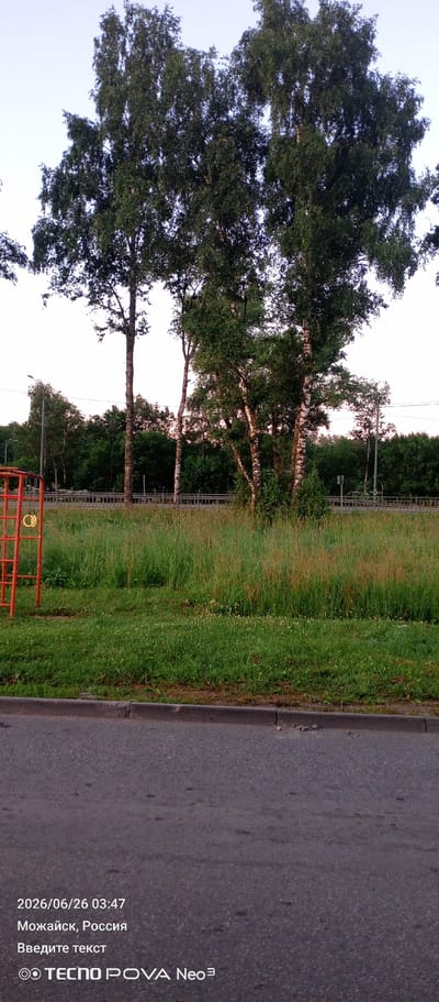 The image depicts an outdoor scene with several tall birch trees in the foreground, their white bark visible against the green foliage. The trees are set against a backdrop of a dense line of trees and greenery. In the middle ground, there is a strip of tall, overgrown grass, interspersed with some shorter green grass and a few small white flowers. A metal fence runs horizontally across this area, separating it from a road or path. To the left of the frame, part of a bright orange children's playground structure is visible. The sky is a pale, clear blue, suggesting it is daytime, likely early morning or late afternoon due to the soft lighting.

The image is a photograph with a timestamp and location information embedded. The visible text reads: "2026/06/26 03:47", "Можайск, Россия" (Mozhaysk, Russia), "Введите текст" (Enter text), and "© TECNO POVA Neo ³". The scene is tranquil and appears to be a public park or a roadside area adjacent to a residential or recreational zone. No people are present in the image. The overall mood is peaceful and serene.