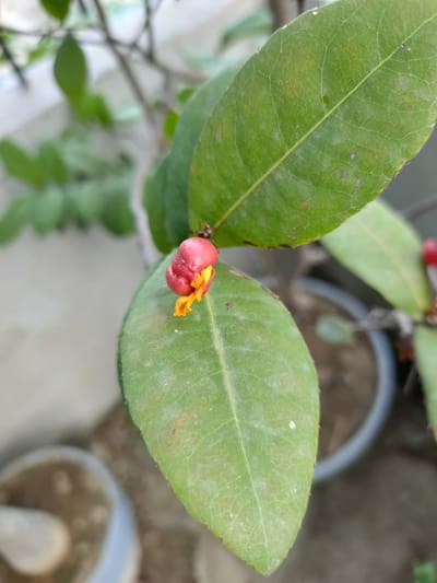 A close-up shot focuses on a small, unopened red flower bud with orange accents emerging from it, nestled among lush green leaves. The leaves are large, oval-shaped, and exhibit a prominent central vein. Some leaves show signs of minor blemishes or discoloration. The background is softly blurred, revealing hints of a potted plant, a gray pot, and foliage in the distance. The scene appears to be outdoors, possibly in a garden or balcony setting, given the presence of potted plants and the natural lighting. The lighting suggests it might be daytime, with soft, diffused light. There is no visible text in the image. The overall impression is one of a detailed botanical study of a developing flower.
