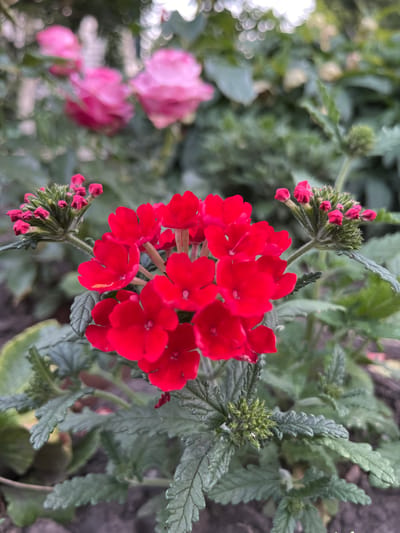 This is a close-up photograph of bright red verbena flowers. The flowers are clustered together on a stem, with smaller buds also visible. The foliage is a deep green, with serrated edges. In the background, out of focus, are hints of pink and white flowers, suggesting a garden setting. The lighting suggests it is daytime, likely outdoors. The image captures the vibrant color and delicate texture of the flowers. No people, text, or specific time of day or weather are discernible. The overall impression is one of natural beauty and floral abundance.