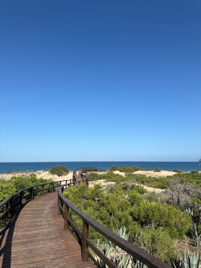 A wooden boardwalk curves through a sandy dune landscape dotted with green shrubbery and agave plants. The boardwalk, made of dark wooden planks and railings, leads towards the ocean, which is visible in the background under a clear blue sky. A single person is walking on the boardwalk in the distance. This scene is located in Guardamar del Segura, Spain, specifically in the pine forests and dunes area which is a protected natural park.