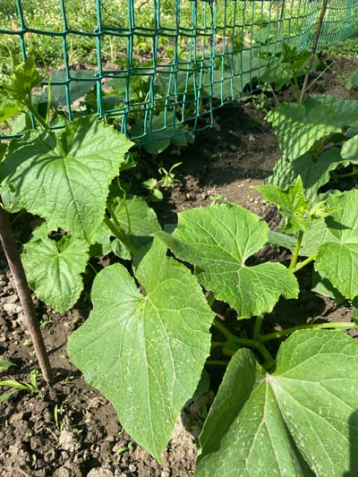 The image shows a close-up view of cucumber plants growing in a garden bed. The plants have large, green, lobed leaves and are supported by a green mesh fence in the background. The soil is dark and appears moist. The scene is outdoors, under natural sunlight, suggesting it was taken during the day in an agricultural or residential setting. The location is identified as Kurskaya, Russia. There are no people or animals visible in the image. The focus is on the plants and their immediate surroundings, highlighting their healthy growth.