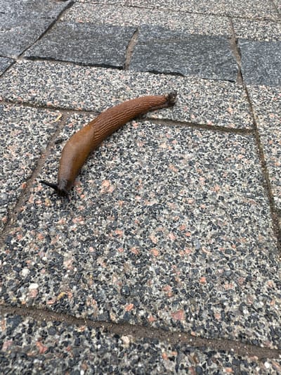 A brown slug is the sole subject of this close-up, eye-level outdoor shot. It is moving across a surface composed of small, multi-colored stones, likely a cobblestone path or similar paved area. The slug is elongated and has a smooth, glistening body, with subtle longitudinal ridges visible. Its head is dark and features two tentacles extended forward, with the front pair appearing to be retracted. The background surface is a mosaic of black, grey, and pinkish-tan aggregate. To the left of the slug, larger, darker grey stone slabs are visible, separated by darker grout lines, suggesting a paving pattern. The overall lighting is diffused, and the damp appearance of the slug and the surface may indicate recent rain or dew. The scene is likely set in a natural or semi-natural outdoor environment, possibly a garden path or walkway. There is no visible text in the image.