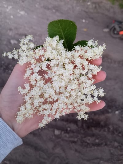 A person's hand, partially covered by a light blue sweater sleeve, holds a cluster of small white flowers and two green leaves. The flowers are delicate and appear to be arranged in a large, flat-topped inflorescence. The background is a blurred outdoor scene with a gravelly or dirt surface. In the upper right corner, a dark object with an orange accent, possibly part of a scooter or bicycle, is visible. The location is specified as Wiktorów, Poland.