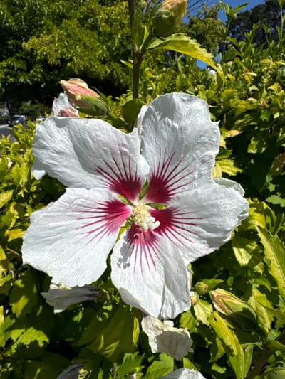 This is a close-up, eye-level, outdoor shot of a large, white hibiscus flower with deep pink veins radiating from the center. The flower's petals are slightly crinkled and show texture. In the background, there are lush green leaves, some of which are illuminated by sunlight, creating a contrast with shadowed areas. Several flower buds in various stages of development are also visible, with one prominent bud to the upper left and another to the lower right. The image appears to be taken during daylight hours, with the sun casting bright light. The scene is likely a garden or park setting, and the overall impression is one of natural beauty. The specific location in San Mateo, United States of America is not discernible from the image alone.