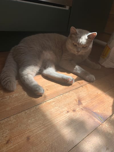A light gray British Shorthair cat is lying on a wooden floor, bathed in sunlight. The cat is relaxed, with its legs splayed out. Its fur is short and dense, and its eyes are a yellowish-orange color. The wooden floor is made of planks and shows signs of wear and tear. Sunlight streams in from the right side of the image, creating distinct shadows on the floor and the cat. In the background, a dark surface is visible, possibly a piece of furniture or a wall. To the far right, a white object with some colored markings, likely a bag or packaging, is partially visible. The scene appears to be indoors, in a domestic setting. The city of Vodoratsk, Russia, is not depicted in this image, and there are no elements present that would suggest this specific location.