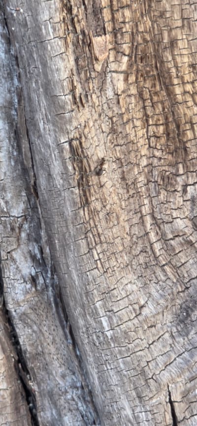 The image shows a close-up, vertical shot of weathered tree bark. The bark is deeply fissured and has a rough, textured surface with a gray and brown color palette. The texture suggests age and exposure to the elements. There is a small insect, possibly a fly, visible on the bark in the upper right quadrant of the image. The background is entirely occupied by the texture of the tree bark, with no discernible environmental features or context, and no indication of any specific location.