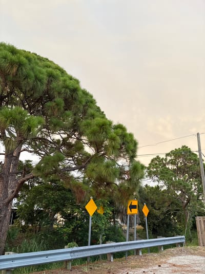 In South Venice, Florida, a low-angle, wide shot captures a roadside scene with a large pine tree dominating the left side, its needles extending upwards and to the right against a pale, overcast sky. The tree's branches create a dense canopy. In the mid-ground, several road signs are visible. A diamond-shaped yellow sign is placed near the foreground, followed by a yellow rectangular sign with a black left-pointing arrow, and another diamond-shaped yellow sign further to the right. Behind the signs, a dense collection of green foliage, including palm fronds and leafy trees, forms the background. A gray metal guardrail runs horizontally across the lower part of the image, supported by wooden posts. To the right of the foliage, a wooden fence is partially visible, and a utility pole with wires extends upwards into the sky. The ground in the foreground is a mix of dirt and sparse dry grass, with a few pine cones scattered on the surface. The overall lighting suggests it is late afternoon or early morning.