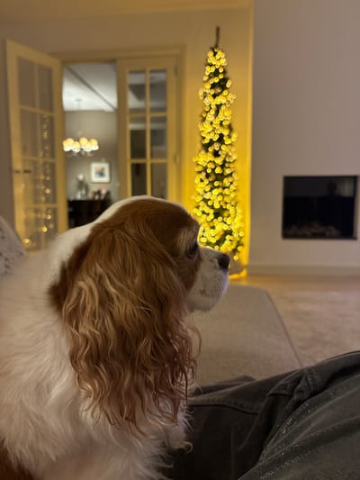A Cavalier King Charles Spaniel sits close to the viewer. The dog's head is mostly brown and white. The dog is looking up at an out-of-focus, linear display of small, warm lights, likely a Christmas decoration. Behind the lights, partially visible through white doors, is a chandelier. A dark, framed picture hangs on the wall behind the lights. Part of someone's lap, covered in gray denim, is to the right of the dog.