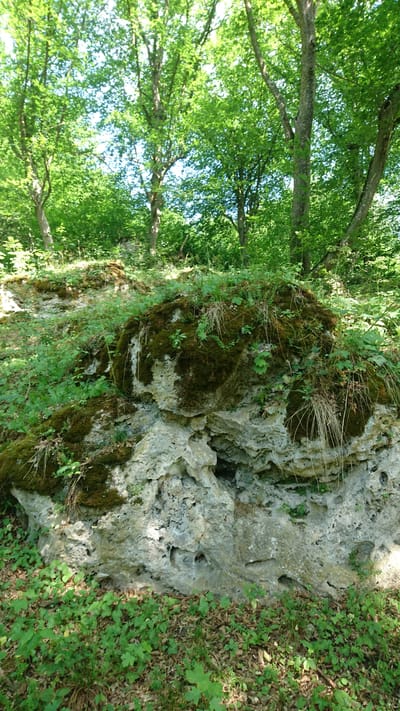 This is a medium shot, landscape-oriented photograph taken in a forest setting. The scene is dominated by a large, weathered rock formation on the right side of the frame, covered in patches of moss and dry grass. The rock has an irregular, pitted surface with several small holes and crevices, suggesting it may be porous or eroded. To the left of the rock, a dense canopy of green trees with bright foliage stretches upwards, their branches reaching towards the sky. The lighting suggests it is daytime, with sunlight filtering through the leaves, creating dappled shadows on the ground and rock.
The ground on the right side of the image is covered with a mixture of dry leaves and low-lying green plants, indicating a natural forest floor. The overall impression is one of a secluded, natural environment, possibly a wooded area or hillside. The camera is positioned at a low to medium angle, looking slightly upwards towards the trees and the top of the rock. There is no visible text in the image. The photograph appears to capture a quiet, serene moment in nature, with no people or animals present, and no specific activity taking place. The lush greenery and the natural textures of the rock and forest floor are prominent features.