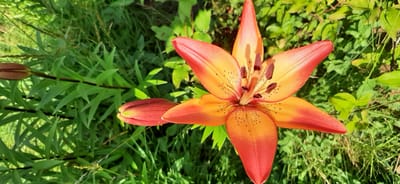 A top-down, slightly angled medium shot captures a vibrant orange and red tiger lily in full bloom, with another lily bud partially visible to its left. The lily's petals are a gradient of bright orange fading to a deep red at the tips, and speckled with dark brown dots. Its reproductive parts, including stamens with dark brown anthers, are prominent in the center. The flower is set against a blurred backdrop of lush green foliage and grass, suggesting an outdoor natural setting. The context of the image is a garden in Былина Снт, Russia.