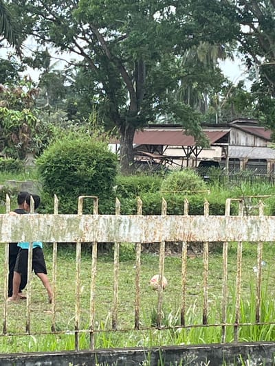 The image depicts an outdoor scene in Rantau Pauh, Indonesia, dominated by lush greenery and a weathered metal fence in the foreground. Behind the fence, two young individuals, possibly children or teenagers, are partially visible. One is wearing a blue shirt and black shorts, and the other, mostly obscured, appears to be wearing black clothing. They are standing on a grassy area. A soccer ball, partially visible and appearing to be red and white, rests on the grass in the middle ground. In the background, several buildings with rust-colored roofs are situated amongst dense foliage and trees, suggesting a semi-rural or residential setting within the city. The overall impression is one of a casual, everyday moment captured in a tropical environment.