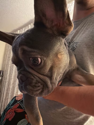 A close-up shot shows a gray French bulldog being held by an unseen person. The dog's face is prominent, with its ears partially visible and one eye wide open. The dog's skin is wrinkled, and its snout is short and flat. The background is softly blurred, with a hint of curtains and possibly furniture. The image is lit from the front, casting shadows that highlight the dog's features. The overall impression is one of intimacy and affection between the dog and its owner. The image was taken in Sunny Isles Beach, United States of America.