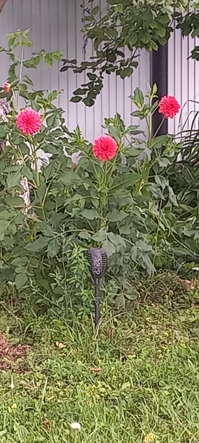 In a garden setting, a cluster of vibrant pink dahlias blooms against a backdrop of lush green foliage and a white vertical-slatted wall. One dahlia is prominent in the center foreground, with two others visible to its left and right. A dark, solar-powered garden light with decorative etchings stands in the middle ground, partially obscured by leaves. The ground in front of the plants is covered with a mixture of grass and dry leaves. The scene is situated in a residential outdoor area, likely a backyard in the village of Idrisovo, Russia. There are no people or animals present in the image.