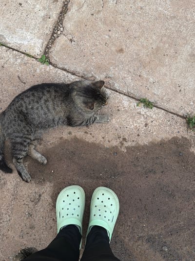 A tabby cat lies on a concrete surface, resting on its side with its paws splayed out. The cat is a mix of gray and black stripes. To the right of the cat, a person's legs are visible, wearing black pants and light green clogs. The surface beneath them is split between cracked concrete and damp, dark earth, suggesting an outdoor area. There are small green weeds growing through the cracks in the concrete. The lighting suggests it is daytime.