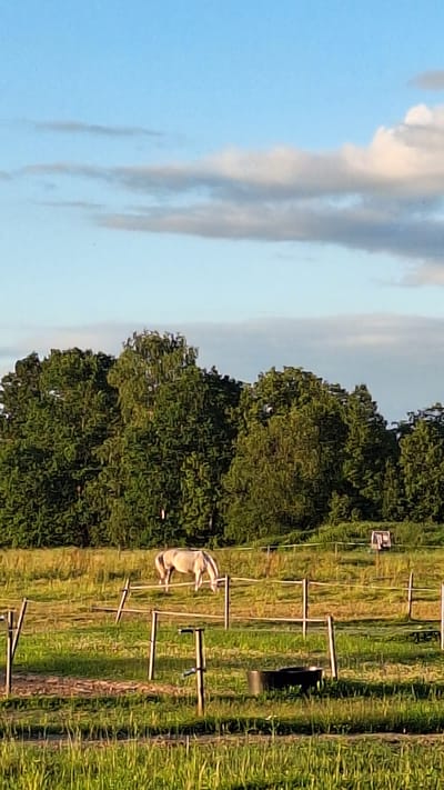 A light-colored horse grazes in a grassy field enclosed by a wooden fence. The field is situated in front of a dense line of green trees. The sky above is a light blue with scattered white and gray clouds. The overall impression is of a peaceful rural or semi-rural setting, possibly on the outskirts of Aviekste, Latvia. There are no people visible in the frame.