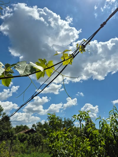 The image captures a low-angle view of a vineyard wire system against a bright blue sky filled with fluffy white clouds. Green grape leaves and tendrils are growing around the wires. In the background, a dense line of lush green trees and foliage obscures a building with a dark, sloped roof. The overall scene suggests an outdoor rural setting, possibly in Kardam, Bulgaria, characterized by vegetation and clear weather. There are no people visible in the image.