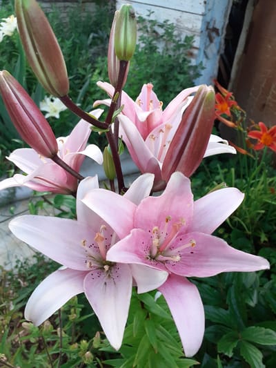 The image shows a close-up view of several pink lilies, some in bloom and others as buds. The lilies are in various stages of opening, revealing delicate pink petals with darker speckles and prominent stamens. In the background, there are hints of other flora, including some vibrant orange flowers. The setting appears to be a garden or outdoor space, with glimpses of greenery and what looks like wooden structures in the upper left portion of the frame. The lighting suggests it might be daytime, likely outdoors. There are no people visible in the image, nor any discernible text. The overall impression is one of natural beauty and the quiet unfolding of flowers. The location context provided is Deremezna, Ukraine.