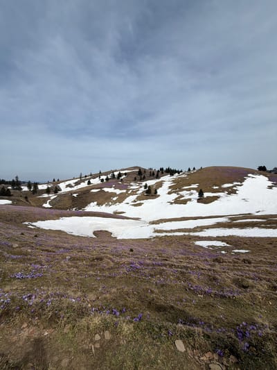 The image shows a mountain landscape in Podvolovljek, Slovenia, with patches of snow and purple flowers (crocuses) covering the hillside. The sky is cloudy. Coniferous trees are sparsely scattered on the slope. The image is rotated 90 degrees counterclockwise.