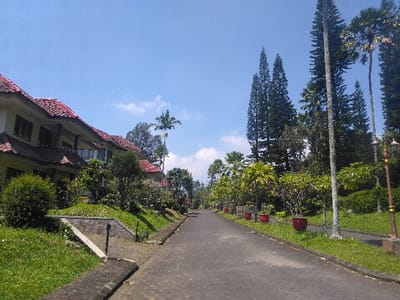 The image displays an outdoor paved road bordered by multi-story buildings on the left and dense vegetation on the right, under a clear blue sky with minimal cloud cover. Despite the prompt's assertion, the presence of numerous palm trees and tall, slender evergreen trees (resembling *Araucaria* species) suggests a subtropical or tropical climate, which is inconsistent with the temperate climate of Nová Bystřice, Czechia.
The central subject is a dark-colored asphalt or paved road, extending from the foreground towards the background, where it appears to curve slightly to the right. There are no vehicles or individuals present on the road.
On the left side of the road, a landscaped grassy slope rises to a row of light-colored, multi-story buildings, possibly residential or resort structures. These buildings feature prominent red-tiled, gabled roofs and visible balconies or verandas on their upper floors. Various green shrubs and smaller trees are planted along the slope and in front of the buildings. A low stone retaining wall and concrete curb delineate the edge of the grass from the paved road.
On the right side of the road, a densely planted area features a variety of trees and shrubs. Tall, slender conifers and multiple palm trees dominate the background foliage. Closer to the road, several smaller ornamental trees and shrubs are planted in uniform red cylindrical pots. A decorative dark-colored street lamp post with gold accents and multiple lantern-style lights is visible in the mid-ground on this side.
The scene is illuminated by natural sunlight, casting visible shadows. No people, animals, actions, or interactions are observable.