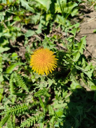 In Мунайка, Russia, a close-up captures a bright yellow dandelion flower in full bloom. The flower stands out against a background of various green plants, including dandelion leaves and other unidentified vegetation. The ground is partially visible, revealing patches of bare soil. The scene is bathed in sunlight, creating sharp contrasts and highlighting the vibrant color of the dandelion.