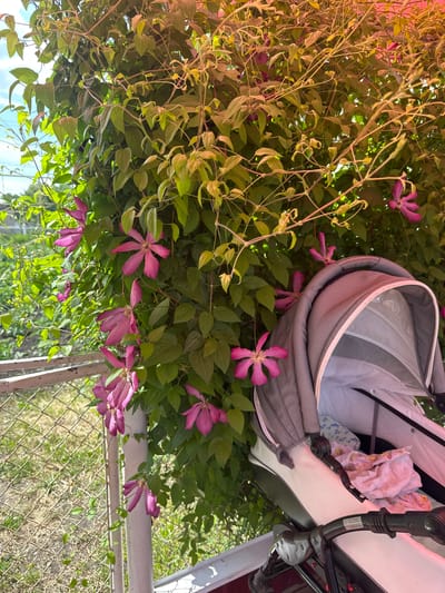 This is a vertical, eye-level, medium shot of a pink clematis vine laden with flowers, growing on a wire fence and a white pole. The vine is lush with green leaves and interspersed with numerous bright pink, star-shaped flowers. To the right of the vine, the top portion of a grey baby stroller is visible, its canopy open and revealing a white mesh lining. The stroller also has a patterned fabric lining visible inside. In the background, a blurred green landscape suggests an outdoor setting, possibly a garden or yard. The overall lighting is bright, indicating daylight. The image is located in Yazykova Pyatina, Russia.
