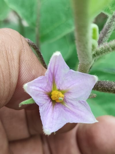 A light purple, star-shaped flower with white tips and a yellow center is held by a person's fingers. The flower is in focus, with the background blurred. The background consists of green leaves and fuzzy stems, suggesting a plant in a garden or natural setting. The image was taken outdoors in Blangseupeng, Indonesia.