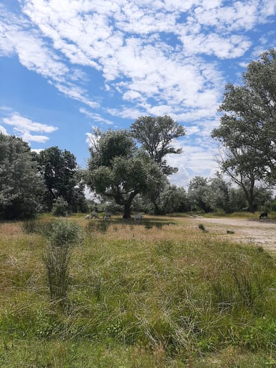 A pastoral scene unfolds under a bright blue sky dotted with wispy white clouds. The image, captured in Sukholuzhzhia, Ukraine, features a row of trees with lush green foliage, casting shadows on a sandy path. To the right, dry, golden grass and greener bushes create a textured foreground.

In the distance, a few sheep can be seen grazing, adding a touch of life to the tranquil landscape. One sheep, particularly visible, appears to be white and is moving across the grassy area. The overall atmosphere is serene and indicative of a warm, possibly summer, day. The light suggests it is daytime, with the sun illuminating the scene. There are no visible objects that suggest human intervention beyond the path itself. The natural beauty of the environment is the primary focus.