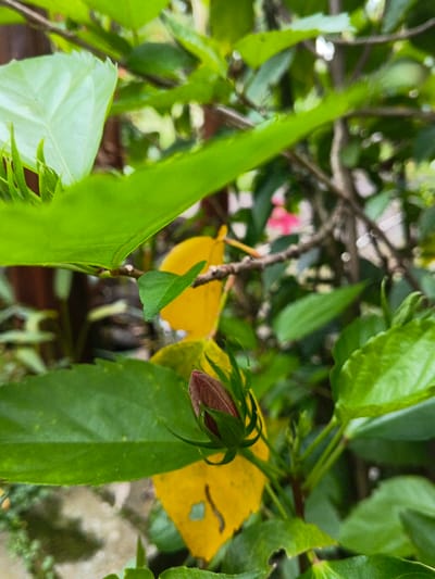 The image captures a close-up of dense foliage in Trairão, Brazil. A reddish-brown flower bud, likely of a hibiscus plant, is prominently featured in the lower-right quadrant, encased within green sepals. Numerous green leaves, varying in size and shade, surround the bud and populate the foreground and midground. A large, bright green leaf extends diagonally from the upper left toward the center. In the blurred background, several yellowed leaves are visible, with at least one displaying small holes, intermingled with dark, bare branches. A faint, out-of-focus pink object, possibly another flower, is discernible in the upper right background. No human subjects or explicit actions are present.