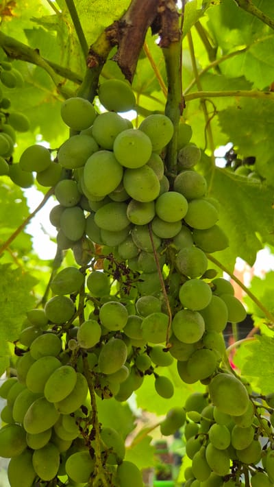 A close-up, low-angle shot captures a cluster of unripe green grapes hanging from a vine amidst lush green leaves. The grapes are small and round, with a light green hue and a powdery bloom on their surfaces. Some of the grapes are tightly packed together, while others hang loosely from thin stems. The vine itself is thick and woody, with a rough, brown texture. The background is a blur of green foliage and dappled sunlight, suggesting an outdoor setting, possibly a vineyard or garden. The image does not contain any information about the city of Doirentsi, Bulgaria.
