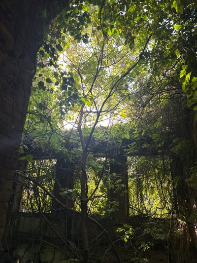 The image depicts a view upwards through a canopy of trees and vines. The structure appears to be a concrete structure or wall, partially covered with vines and vegetation. The location is the city of Tsanbaikwara, Abkhazia. The foreground is dominated by the wall, with the view extending upwards into the leaves, branches, and foliage above. Sunlight filters through the vegetation, creating a dappled effect. There are no people visible in the image. The scene seems to capture the intersection of nature and man-made structures in Tsanbaikwara.