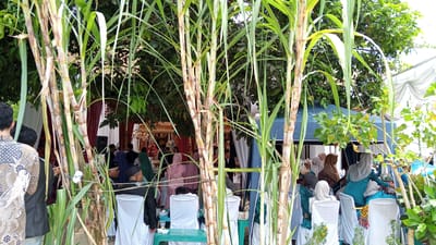 In Trienggadeng, Indonesia, a gathering is taking place outdoors, possibly a celebration or event, under a canopy and surrounded by lush greenery, including tall stalks of sugarcane. Several people are present, mostly dressed in modest attire, including headscarves worn by many of the women. Some individuals are seated on white-covered chairs, while others are standing and interacting. In the background, a decorated structure suggests a focal point for the event, with ornate details and possibly a stage. The scene conveys a sense of community and festivity, with the natural elements of sugarcane and trees contributing to the outdoor ambiance.