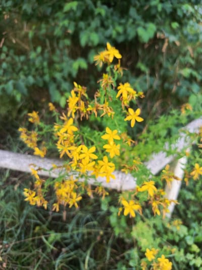 The image shows a close-up of yellow wildflowers with green foliage in the background. The flowers are small with five petals and appear to be growing in clusters on thin stems. Some of the flowers are in full bloom, while others are buds or have dried petals. The background is out of focus and consists of dense green leaves and branches, suggesting a natural or semi-wild environment. A blurred, light-colored object, possibly a stone wall or concrete barrier, runs horizontally across the mid-ground of the image. The lighting suggests it is daytime, possibly late afternoon due to the soft light. The scene is static and depicts a natural detail in an outdoor setting, consistent with flora found in the region of Təngəaltı, Azerbaijan. There are no people or animals visible in the image.