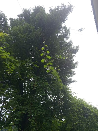 A low-angle, full-shot photograph, taken outdoors, shows the dense green foliage of a tree against a bright, overcast sky. The tree's branches are laden with leaves, some of which are illuminated by the diffused light. A thin wire stretches across the top of the frame, bisecting the tree and the sky. To the right, the edge of a dark, tiled roof is visible. The scene appears to be in Makhvilauri, Georgia.