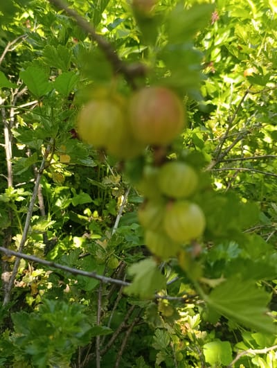 In Pokrovske, Ukraine, a branch of a gooseberry bush is shown with several developing fruits. The berries are a pale green color, with one slightly larger berry showing a reddish blush. The leaves are a vibrant green, with some appearing slightly lighter due to sunlight. The background is a blur of more green foliage and branches, indicating a dense growth. The lighting suggests it is daytime, with sunlight filtering through the leaves. There are no people or animals visible in the image.