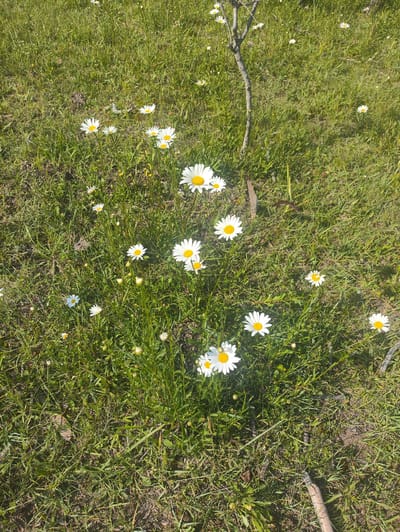 This media file shows a close-up, high-angle view of a grassy field with several white daisies. The daisies have yellow centers and are scattered throughout the green grass, with some appearing more prominently in the foreground. The grass itself is lush and appears to be healthy. A thin, bare tree branch is visible on the right side of the frame, extending from the top of the image downwards. There are also a few fallen leaves or debris on the ground. The lighting suggests it is daytime, likely sunny, given the shadows and the brightness of the scene. The overall impression is of a peaceful, natural setting, possibly a meadow or garden, in Kashka-Suu, Kyrgyzstan. There is no visible text in the image.