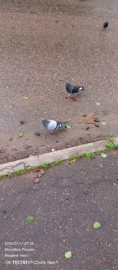 Two pigeons are standing on a wet asphalt surface near a curb with green grass. One pigeon in the foreground is grey with black and white markings on its wings. The other pigeon, further back and slightly to the right, is darker grey with lighter grey and white markings. A third, darker pigeon is visible in the upper right corner of the image. The ground is wet and scattered with a few fallen leaves. The timestamp and location "2026/07/11 07:28, Можайск, Россия" are superimposed on the bottom left of the image, along with the text "Введите текст" and a logo for "TECNO POVA Neo 3".