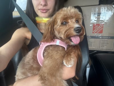 A woman with long dark hair and a black tank top is in the driver's seat of a car, holding a small, light brown dog. The dog is wearing a pink harness and has a yellow and orange feather tucked behind its ear. The woman is smiling and looking at the camera, while the dog has its tongue hanging out and is also looking at the camera. In the background, there are moving boxes, one of which has a Home Depot logo on it. The car appears to be parked, as the seatbelt is across the woman's chest. The scene is indoors, likely in a garage or a moving truck, as evidenced by the boxes and the lighting. The image was taken in Deerfield Beach, United States of America.
