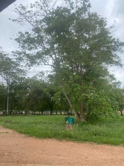 The image depicts a park-like environment in Ojere, Nigeria, characterized by lush green grass and numerous trees under an overcast sky. In the foreground, a dirt path curves from the left, bordering a grassy area. Two trash bins, one green and one blue, are situated on the grass near the base of a large tree stump, adjacent to the trunk of a prominent tree. Further into the park, a line of trees forms a backdrop, with glimpses of people and structures suggesting it is a public space. The overall scene is one of a moderately utilized outdoor area.