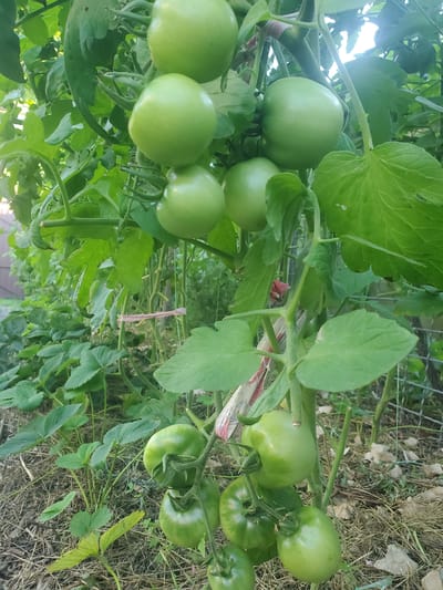A vertical, close-up, eye-level shot captures a tomato plant laden with unripe, green tomatoes and lush foliage. The tomatoes are round to slightly oval, with smooth skin and are attached to stems with green calyxes. Some are clustered together, while others hang individually. The plant's leaves are large, serrated, and a vibrant green, with some showing signs of wilting or discoloration. The background is a blur of green leaves and stems, suggesting other plants in the vicinity. On the far left, a dark wooden fence is partially visible. The ground beneath the plant is covered with dry grass, straw, and scattered leaves. The scene appears to be an outdoor garden. The image was taken in Chornomorske, Ukraine.
