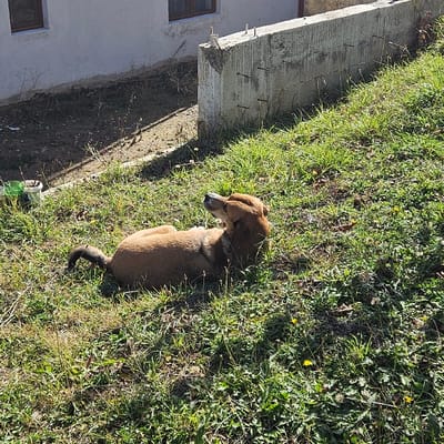 An outdoor scene in Buriani, Georgia, depicts a medium-sized, reddish-brown dog lying on a sunlit, grassy slope. The dog is positioned on its left side, partially rolled onto its back with its head tilted upwards and to the left, revealing a dark collar around its neck. The immediate environment consists of green and dry grass with sparse dandelions and weeds. In the upper left background, a portion of a light-colored building with two brown-framed windows is visible above a bare dirt patch. Adjacent to the building and behind the slope, a concrete retaining wall with multiple exposed rebar sections is present. On the far left of the dirt patch, a white bucket and a green pot or container are partially visible. The scene is brightly illuminated by direct sunlight, casting defined shadows.