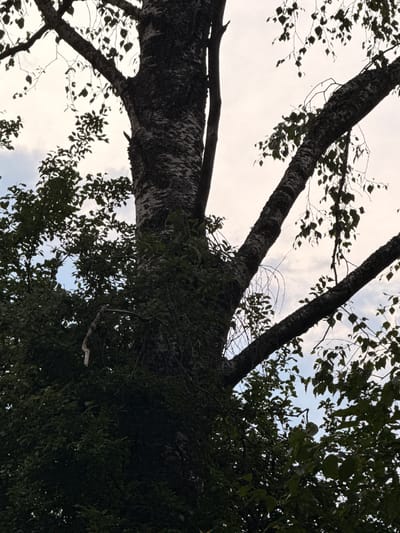 The media file shows an upward-facing view of large tree trunks and branches against a hazy sky, suggesting it is daytime, likely overcast or early morning/late evening due to the soft light and muted colors. The scene is set outdoors in a natural environment, possibly a forest or park, given the density of the foliage and the rough texture of the bark. The perspective emphasizes the scale and height of the trees, with the camera looking directly up into their canopy.
The prominent subjects are the trees themselves, with their dark, textured bark and spreading branches. Leaves, rendered as dark silhouettes against the sky, are visible, indicating it is likely spring or summer when the trees are in full leaf. There are no people or specific man-made objects visible, focusing the image entirely on the natural elements.
The sky is mostly bright but diffused, with hints of clouds. The overall mood is calm and perhaps a little somber due to the lack of direct sunlight and the dark tones of the trees. There are no visible text elements in the image. The location context provided is Rudamina, Lithuania, which further grounds the scene as a natural landscape within that region. The image captures a moment of observing the grandeur of nature from a low vantage point.