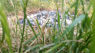 This media file depicts a close-up view of a patch of dry grass and dirt, with some charred remains, likely from a small fire. The foreground is dominated by blurry green grass blades, suggesting the camera is positioned low to the ground and looking through vegetation. Behind the grass, a strip of earth is visible, covered with gray ash and black charred material, indicating a fire has recently occurred or is smoldering. The background shows more dry grass and some green foliage, bathed in bright natural light. The overall scene suggests an outdoor setting, possibly a field or the edge of a wooded area. The time of day appears to be daytime due to the strong illumination. There are no people, visible text, or specific location cues other than the provided context of Buzke, Ukraine. The mood of the image is natural and slightly desolate due to the presence of the burnt area.