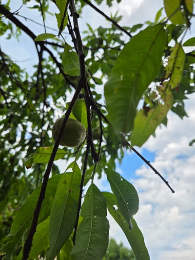 A close-up, low-angle outdoor shot captures a young, green fruit hanging from a tree branch. The fruit is round and fuzzy, with a light green hue, and appears to be in the early stages of development. It is positioned towards the left side of the frame, partially obscured by dark brown branches and vibrant green leaves. The leaves are elongated with serrated edges and show some signs of natural imperfections, such as small holes and slight discoloration.

The background consists of a cloudy sky with patches of blue, suggesting it is daytime. The lighting indicates overcast conditions, with soft shadows. The overall environment suggests a natural setting, likely a garden or orchard, possibly within the city of Doneztebe / Santesteban, Spain, given the context provided. There are no people or visible signs of human activity other than the presence of the tree itself. The focus is sharp on the fruit and nearby foliage, with the background elements softly blurred, creating a shallow depth of field.