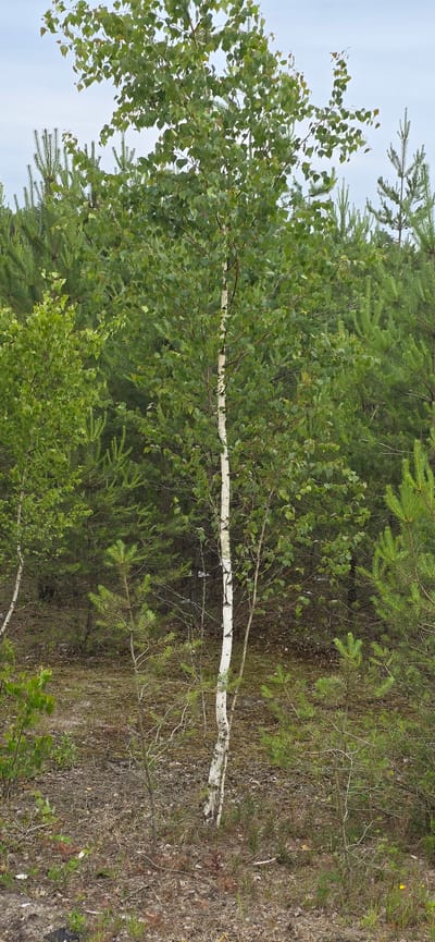 The image shows a young birch tree with a white trunk and green leaves, standing in a forest clearing. The tree is surrounded by other trees, predominantly pine trees, with dense green foliage. The ground is covered with dry leaves, pine needles, and sparse vegetation. The sky is overcast, suggesting a cloudy day. The scene appears to be in a natural setting, likely a forest or woodland area. Given the context, this scene is located in Haren (Ems), Germany.