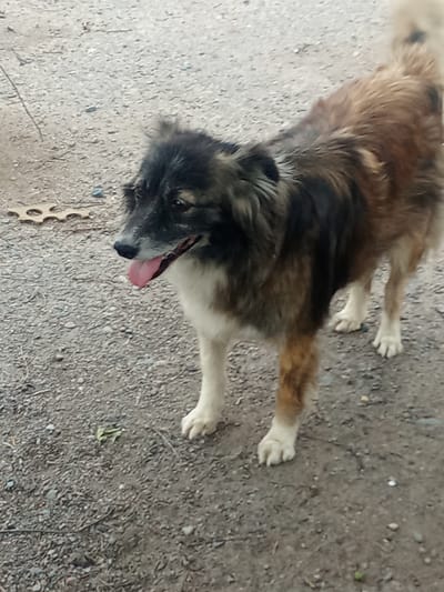 The image shows a medium-sized, long-haired dog standing on a gravelly surface. The dog has a mix of brown, black, and white fur. Its head is turned to the left, and its tongue is hanging out, suggesting it might be warm or panting. The dog appears alert and is looking towards the left side of the frame.

The background consists of a rough, gray gravel surface with some small pebbles and debris scattered around. A thin, dry twig or piece of grass lies horizontally on the ground to the left of the dog. Further to the left, there's a small, circular object with a notched edge, possibly a broken piece of plastic or metal.

The lighting suggests it could be daytime, with soft shadows indicating overcast conditions or it being early morning or late afternoon. There are no visible people or any obvious man-made structures in the immediate vicinity, suggesting a somewhat rural or outdoor setting. The overall impression is of a stray or outdoor dog in a somewhat unkempt environment. Given the location context of Alatau, Kazakhstan, this could be a common sight in the region. No text is visible in the image.